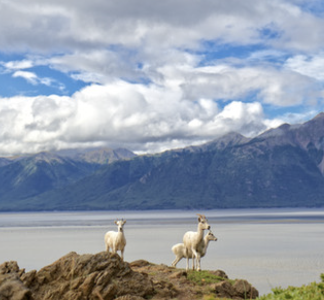 Beluga Point, Turnagain Arm