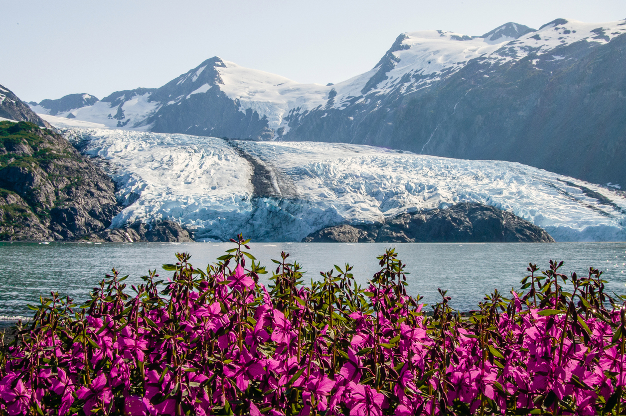 Glacier and fireweed in an Alaskan valley