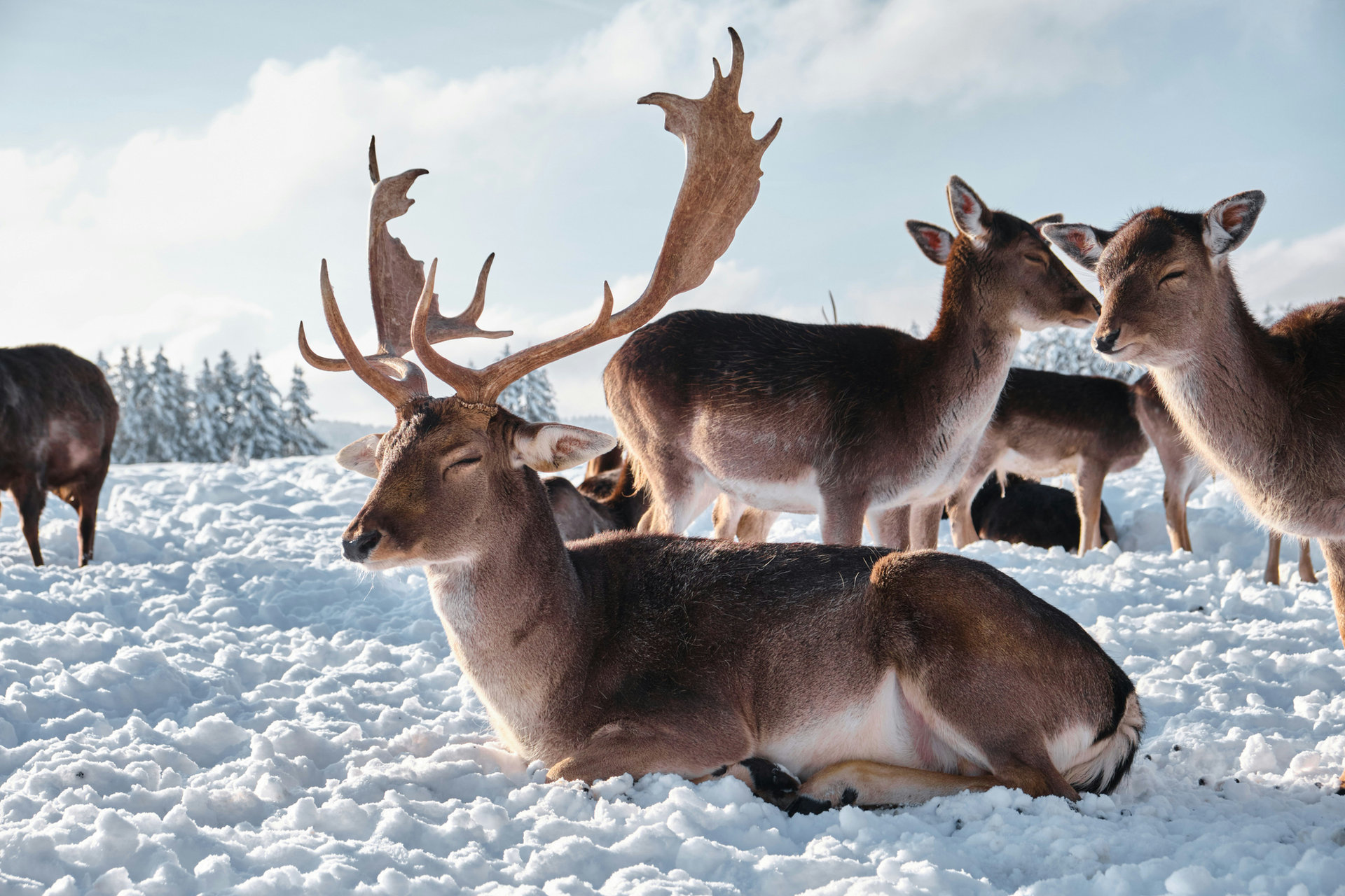 Reindeer close-up