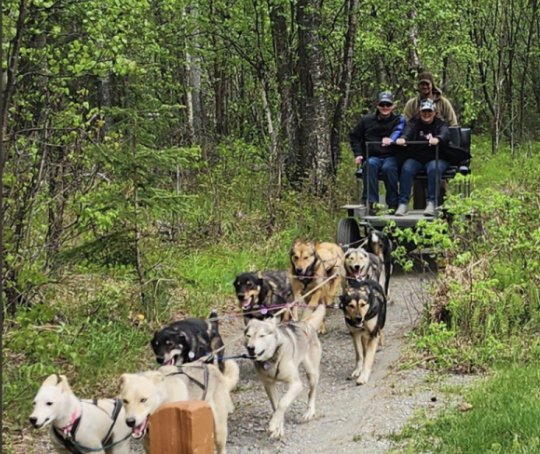Iditarod musher and sled dogs