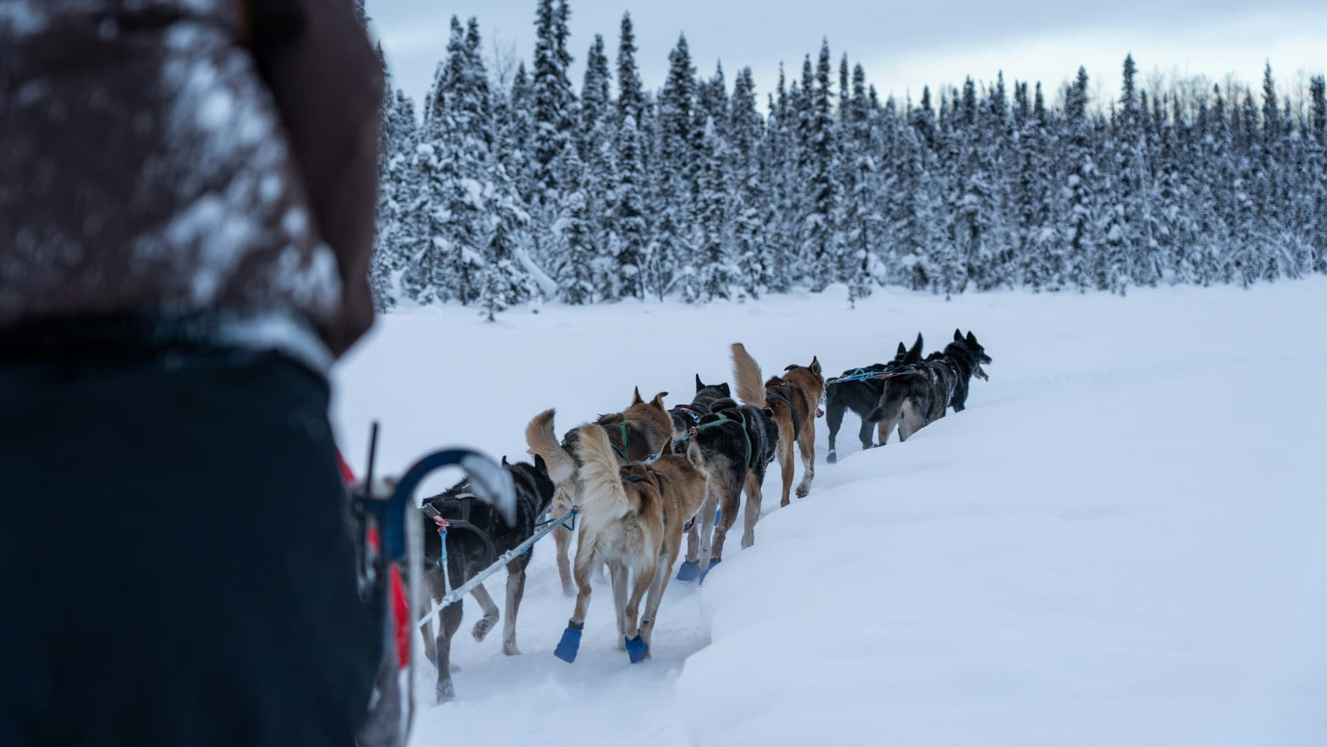 Dog sled team on a winter trail