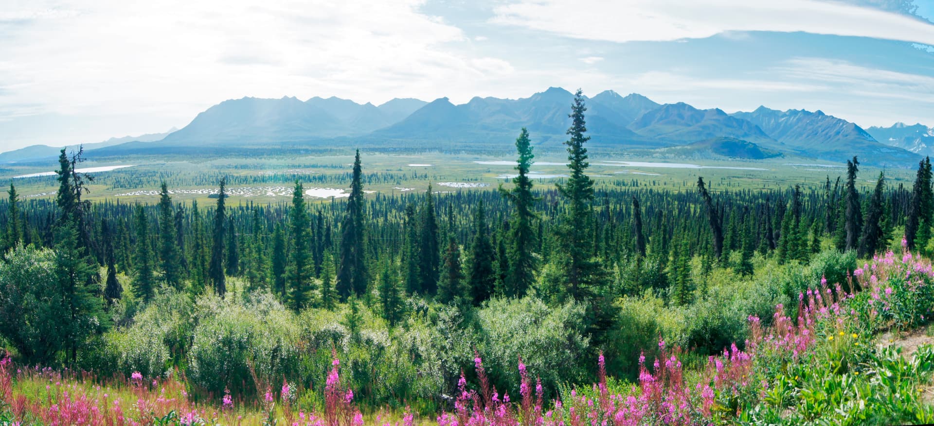 Fireweed and spruce forest over the wetlands below Hatcher Pass