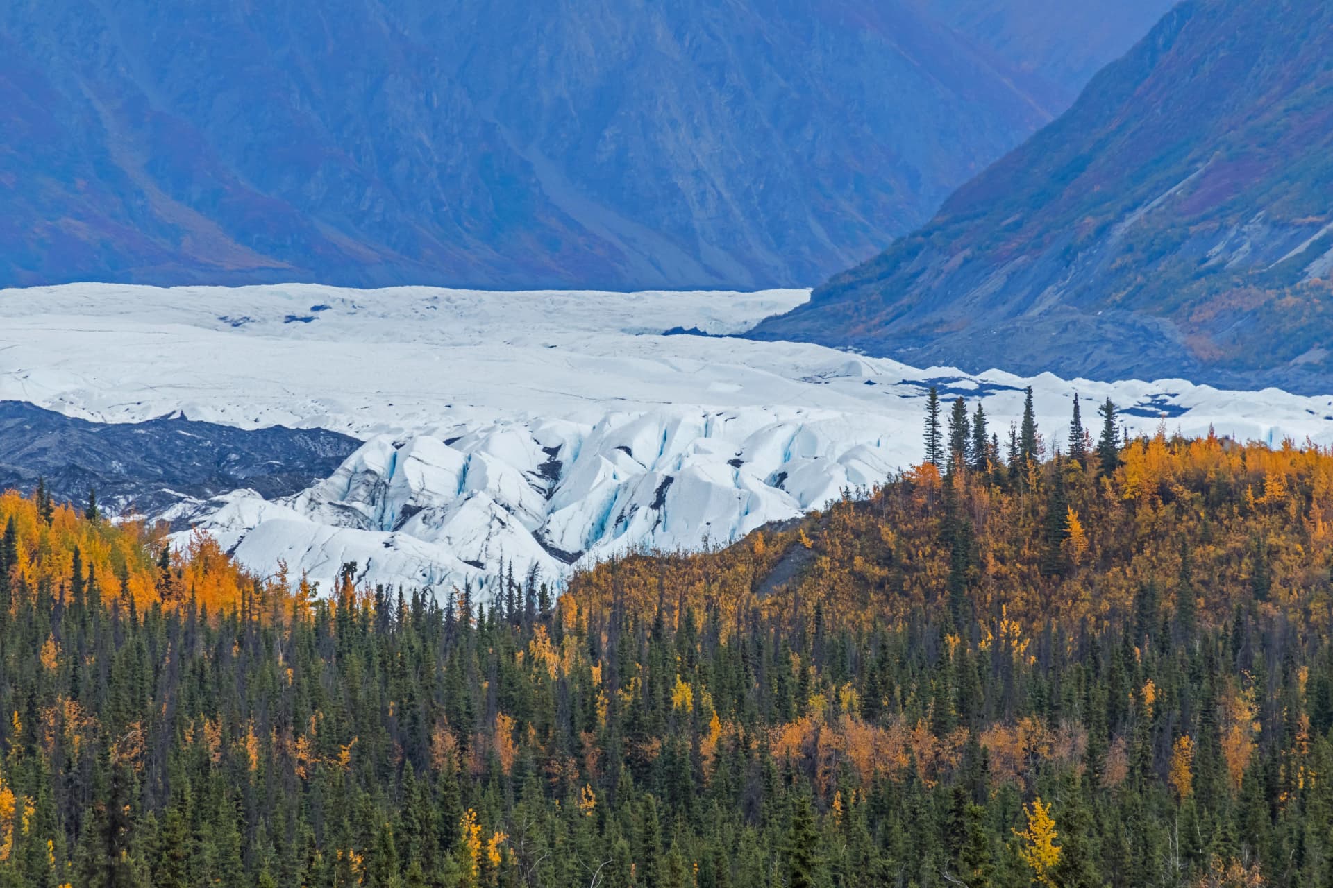 Matanuska Glacier among autumn spruce and birch