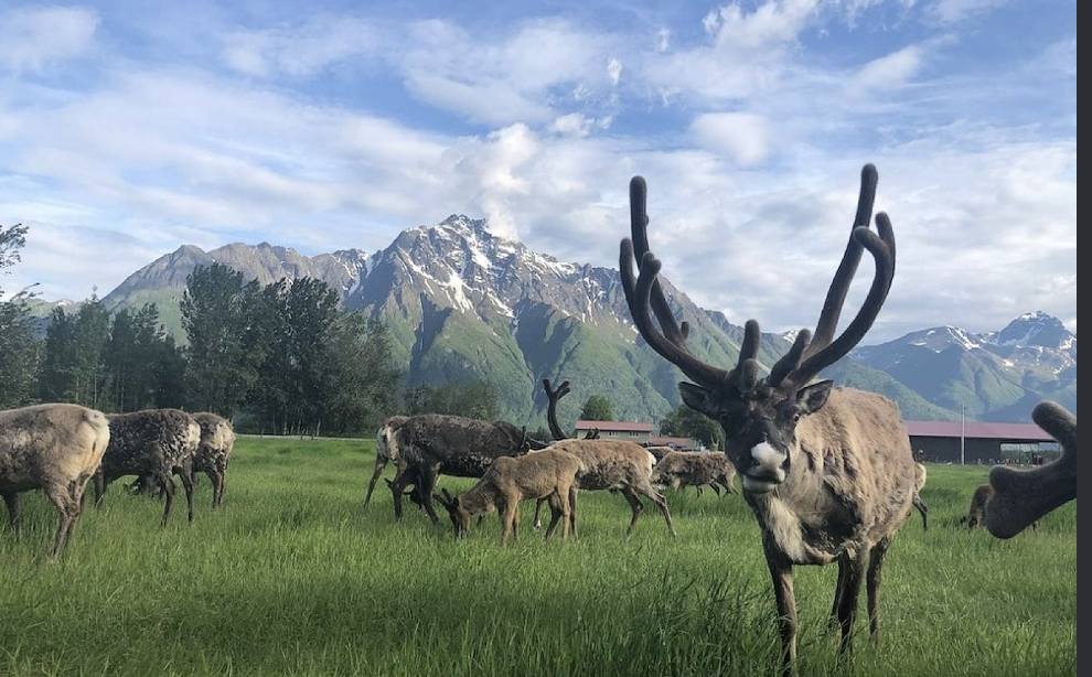 Reindeer Farm, Hatcher Pass cabins and Hatcher Pass Lodge
