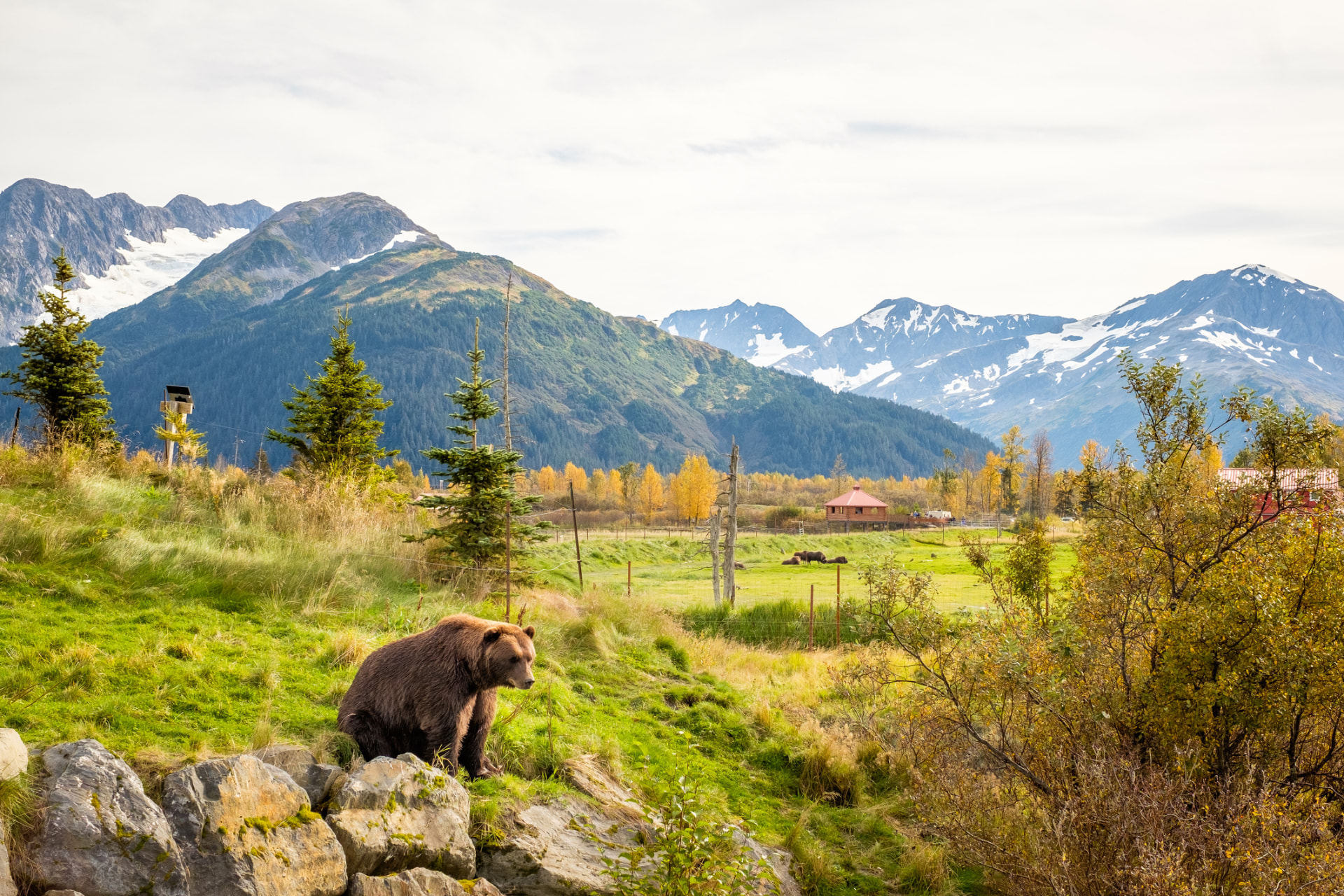 Brown bear on the Glacier & Wildlife Adventure tour